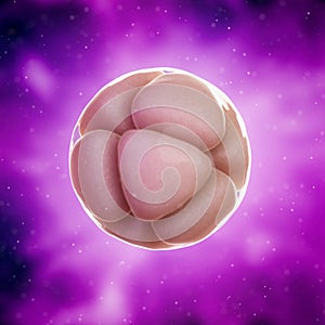 A 8 cell stage embryo