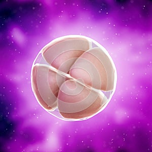 A 4 cell stage embryo