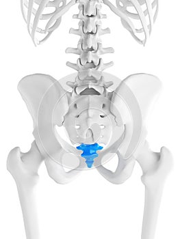 The coccyx photo