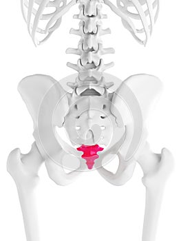The coccyx