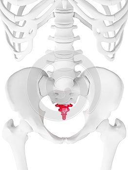 The coccyx photo