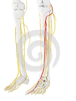 The Deep Peroneal Nerve