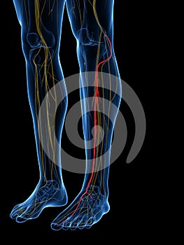 The Deep Peroneal Nerve