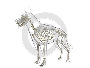 A dog skeleton