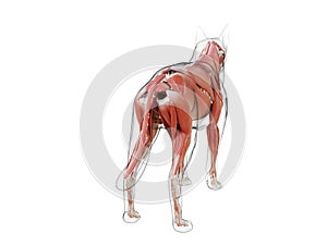 The dogs muscle system photo