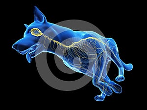 A dogs nervous system photo