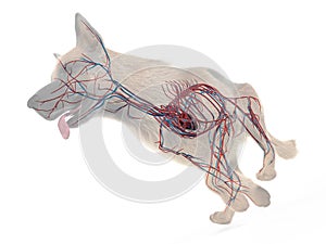 a dogs vascular system