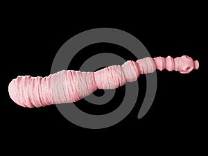 An echinococcus granulosus photo