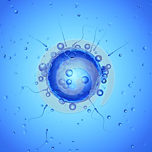 An egg cell and sperms