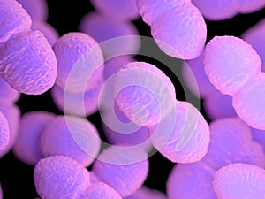 An enterococcus bacteria photo
