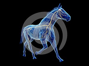 The equine anatomy - the nervous system photo
