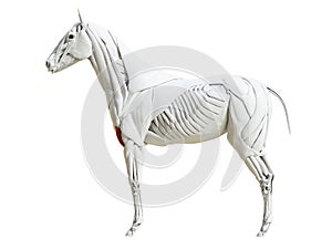 The equine muscle anatomy - biceps brachii photo