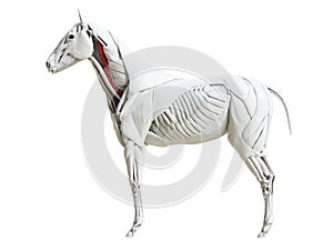 the equine muscle anatomy - longus colli photo