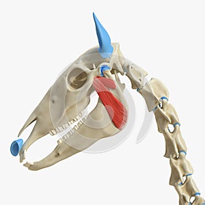 The equine muscle anatomy - pterygoideus photo