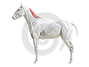 The equine muscle anatomy - rhomboideus cervicis photo