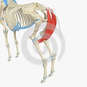 Semimembranosus photo