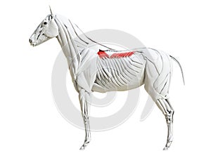 the equine muscle anatomy - serratus dorsalis photo