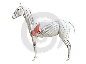 The equine muscle anatomy - triceps brachii