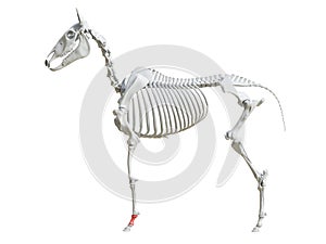 The equine skeleton - first phalange photo