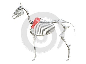 The equine skeleton - scapula photo