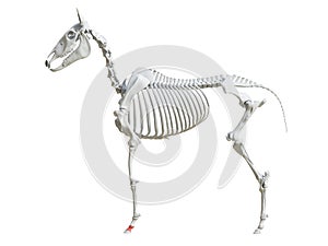 The equine skeleton - second phalange