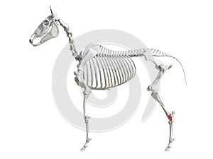 The equine skeleton - talus photo