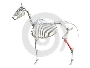 The equine skeleton - tibia photo