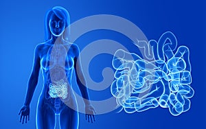 the female small intestine photo