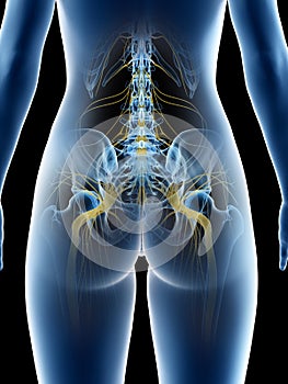 A females sciatic nerve