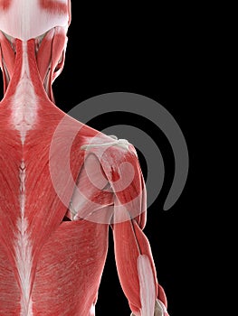 A females shoulder muscles