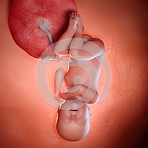 A fetus week 40 photo