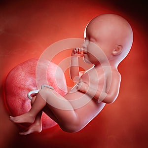 A fetus week 34 photo