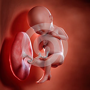 A fetus week 32 photo