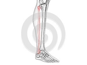 The fibula bone