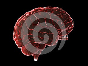 A glowing human brain