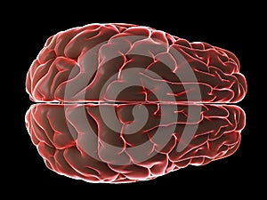 a glowing human brain