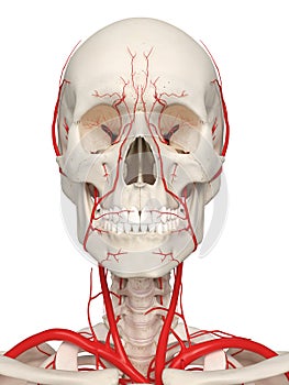The head arteries