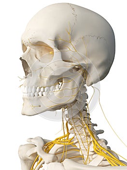 The head nerves