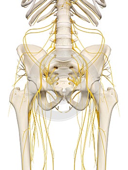 The hip nerves photo