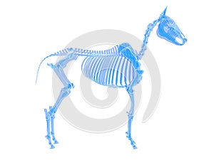 A horse skeleton