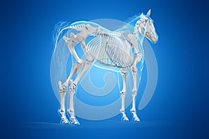 A horses skeleton