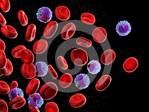 Human blood cells and leukocytes photo