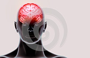 medically accurate illustration of the human brain