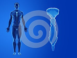 the human breast bone