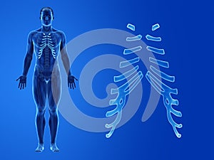 The human costal cartilage photo