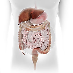 the human digestive system photo