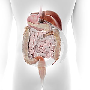 The human digestive system photo