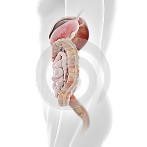 The human digestive system photo