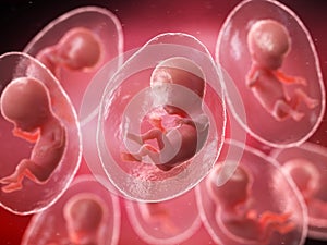 Human embryos