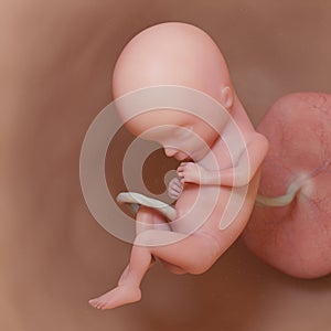 A human fetus - week 15